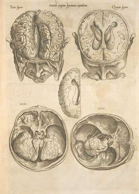 16th century brain
